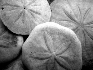 198414763_32ccdcb344_b