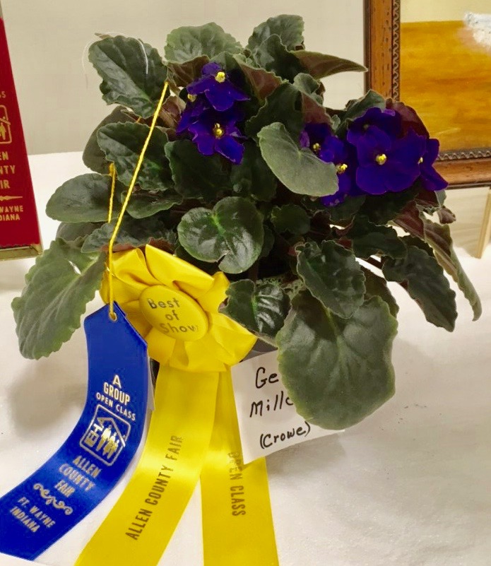 Geri's AV with ribbons at fair