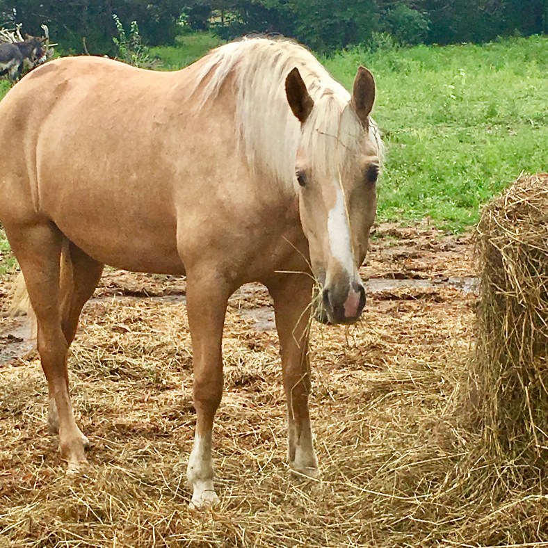 2019 08.14 Dolly 3 - edited