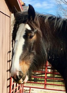 Draft horse after Let Animals Lead Reiki session