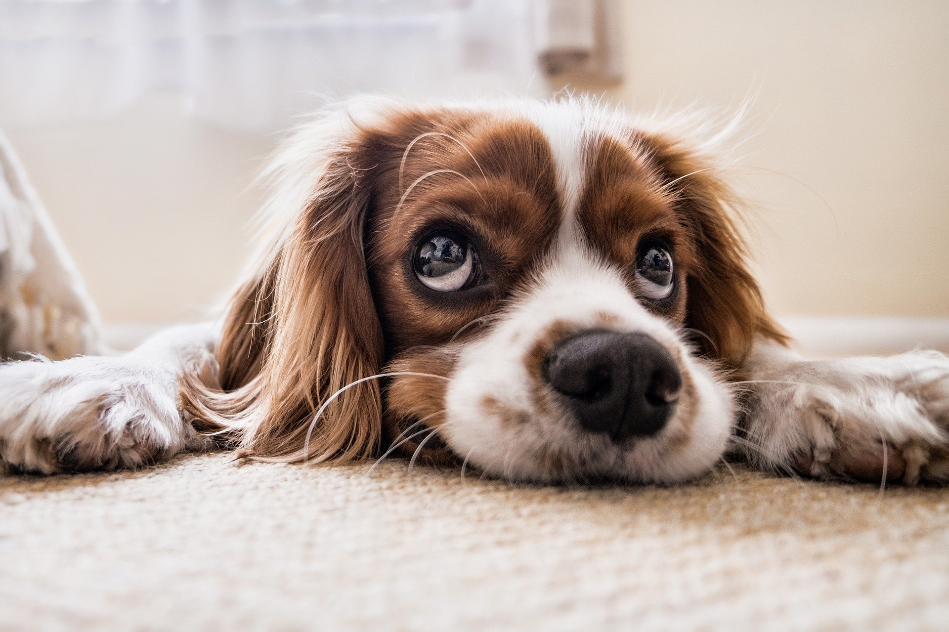 Dog lying on carpet looking concerned