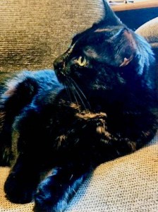 2012 Lucy on my desk chair crop