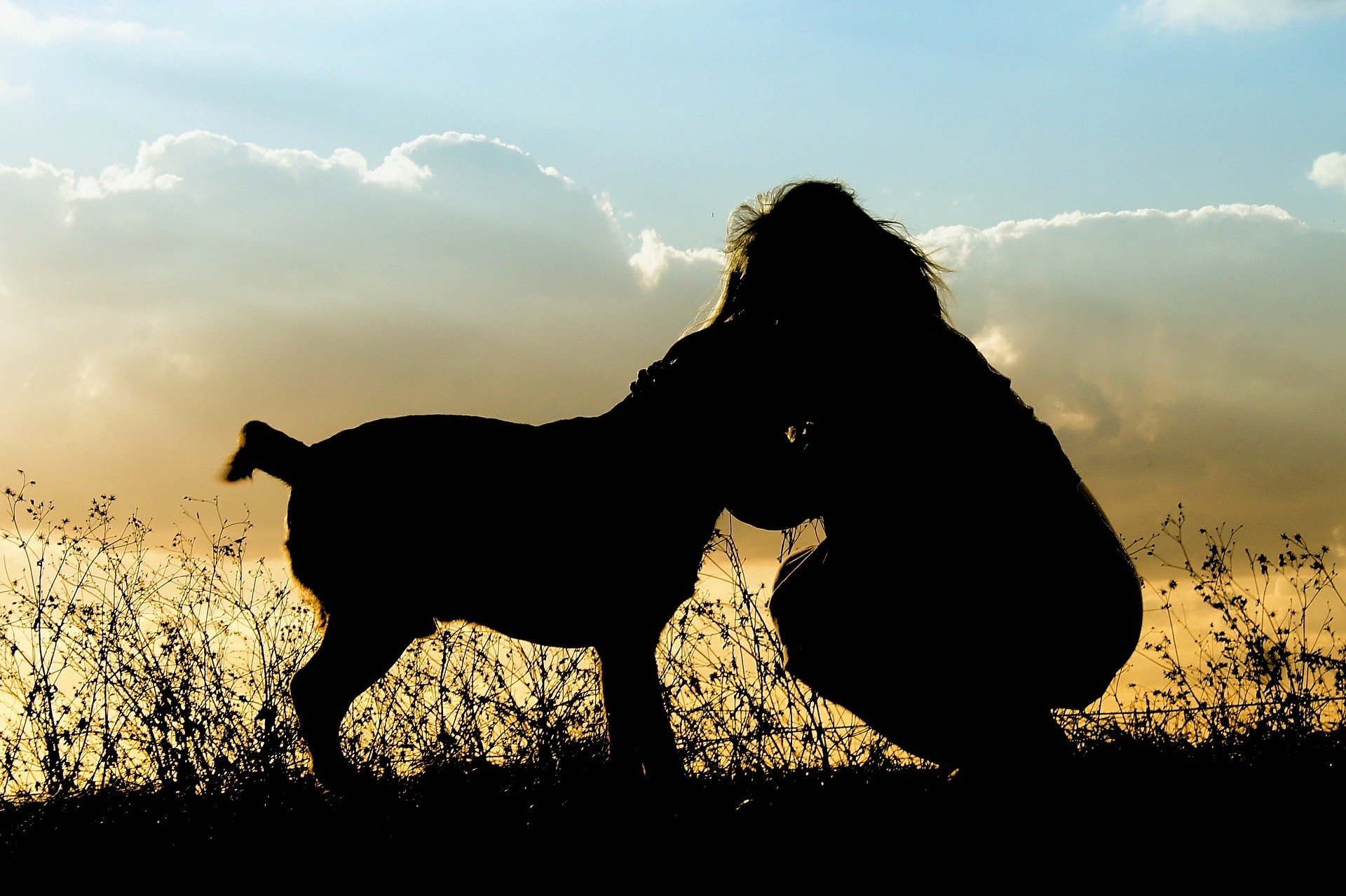dog & person silhouette Image by Barbara Jackson from Pixabay