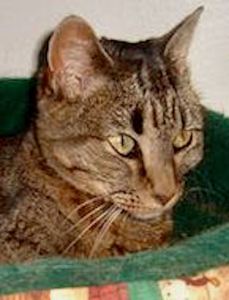 Idgie in cat bed 2007 crop