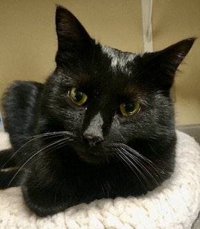 A cat is ready for an animal communication session.