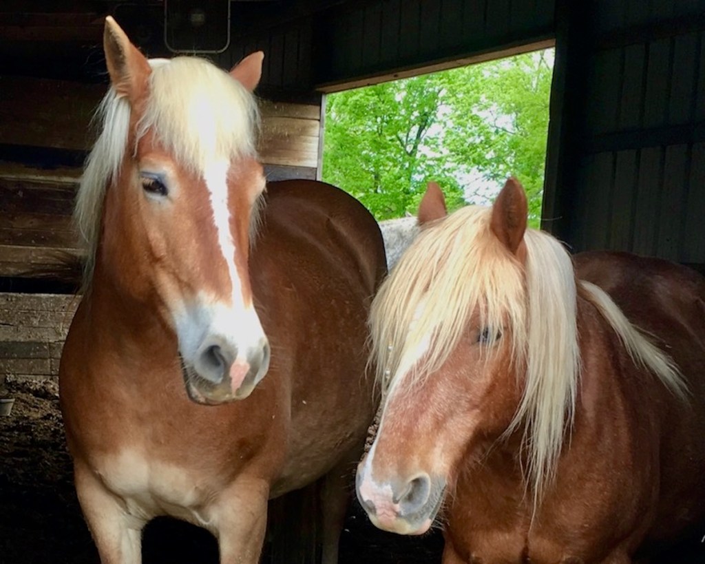 Horses animal Reiki animal communication