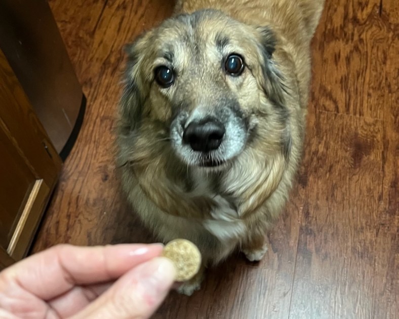 dog trying to look innocent